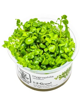 Hygrophila serpyllum -  1-2 Grow!